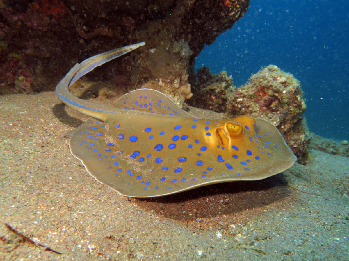 Blue Spotted Electric Ray Underwater.jpg Wallpaper