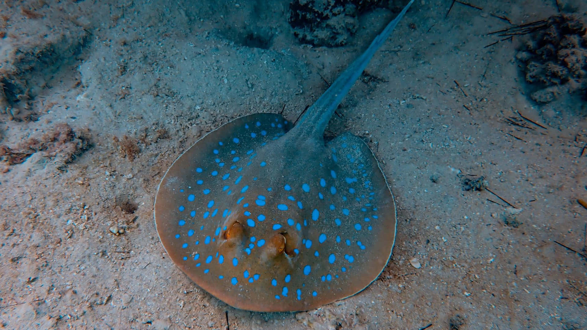 Blue Spotted Electric Ray Underwater.jpg Wallpaper