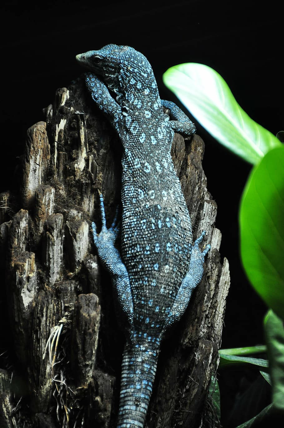 Blue Spotted Tree Monitor Lizard Wallpaper