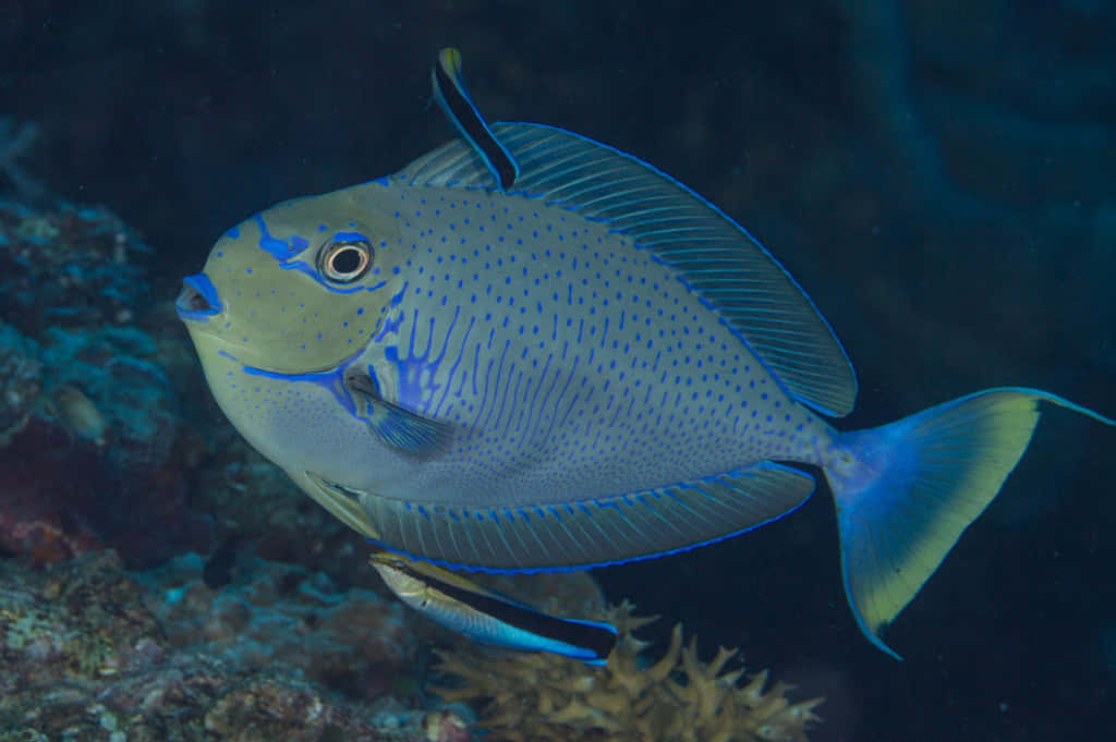 Blue Spotted Unicornfish Swimming Wallpaper