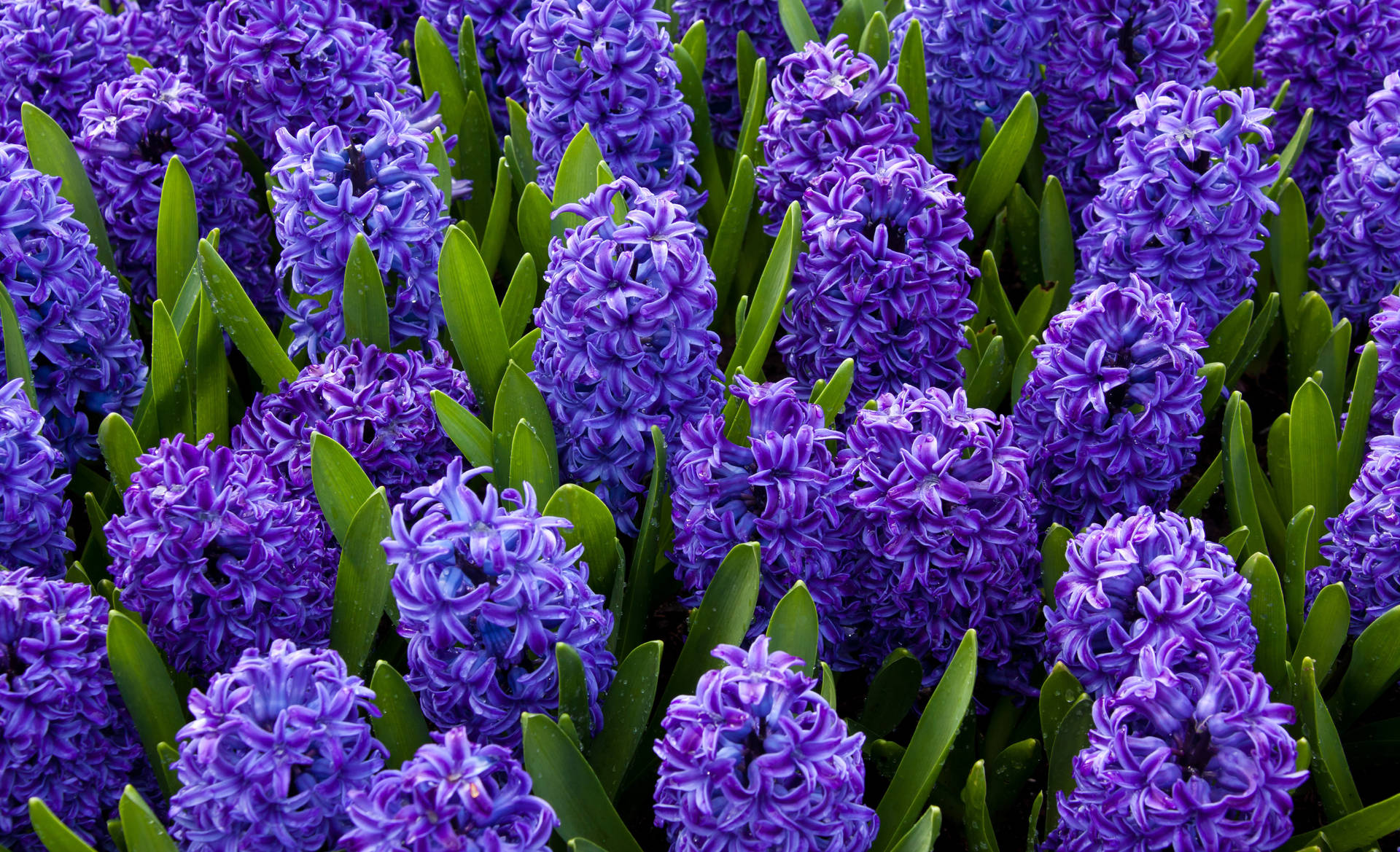 Blue Star Hyacinth Flowers