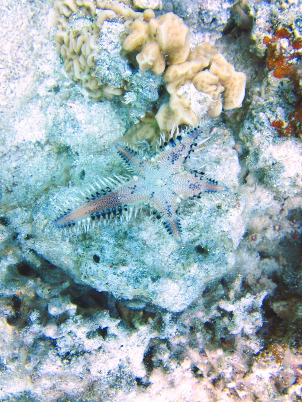 Blå stjernefisk og koraller rør panden mod havet Wallpaper