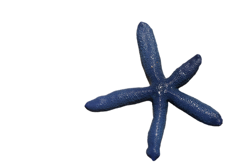 Blue Starfish Black Background PNG