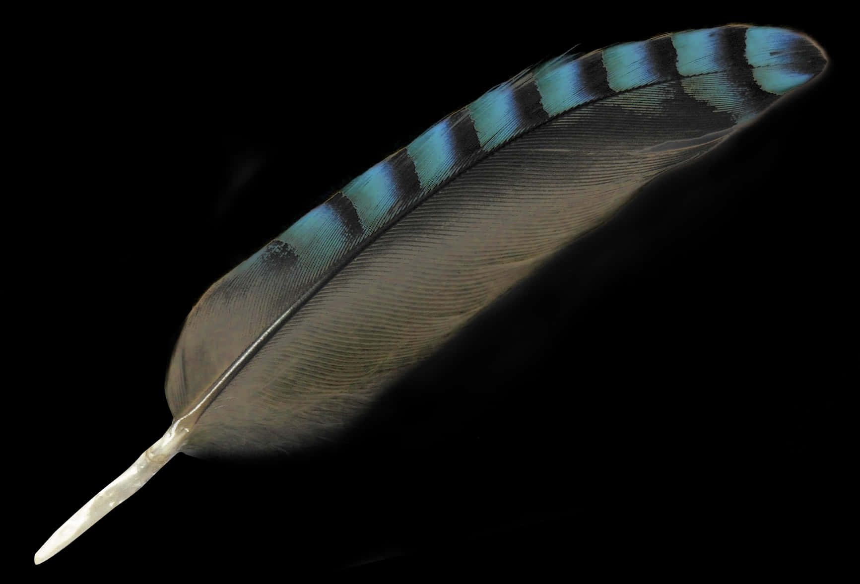 Blue Striped Featheron Black Background.jpg PNG