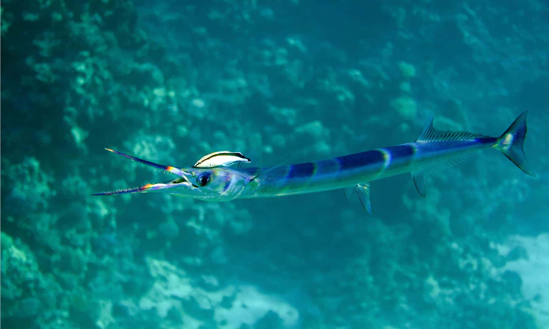 Blue Striped Needlefish Underwater Wallpaper