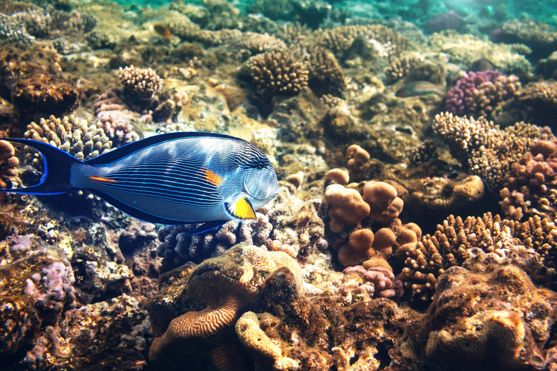 Blue Surgeonfish Coral Reef Scene Wallpaper