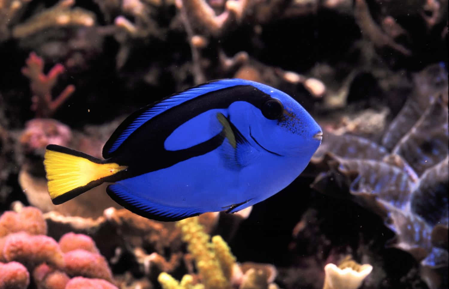 Blå Surgeonfish I Korallrev.jpg Bakgrunnsbildet