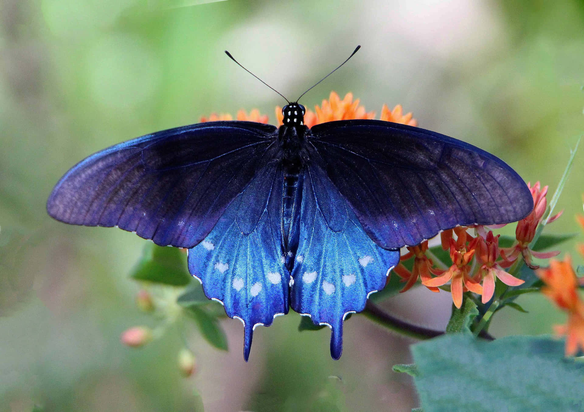 Blue Swallowtail Butterflyon Flower.jpg Wallpaper