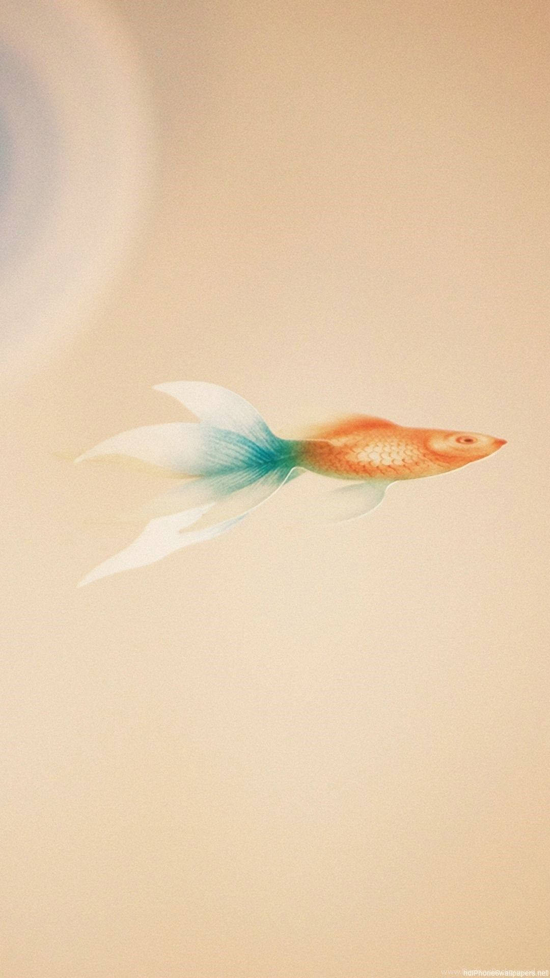 Blue-tailed Goldfish