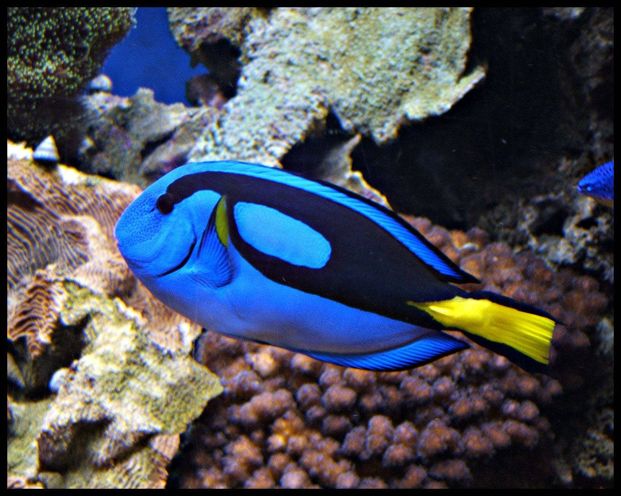 A bright blue Tang fish navigating its underwater world Wallpaper