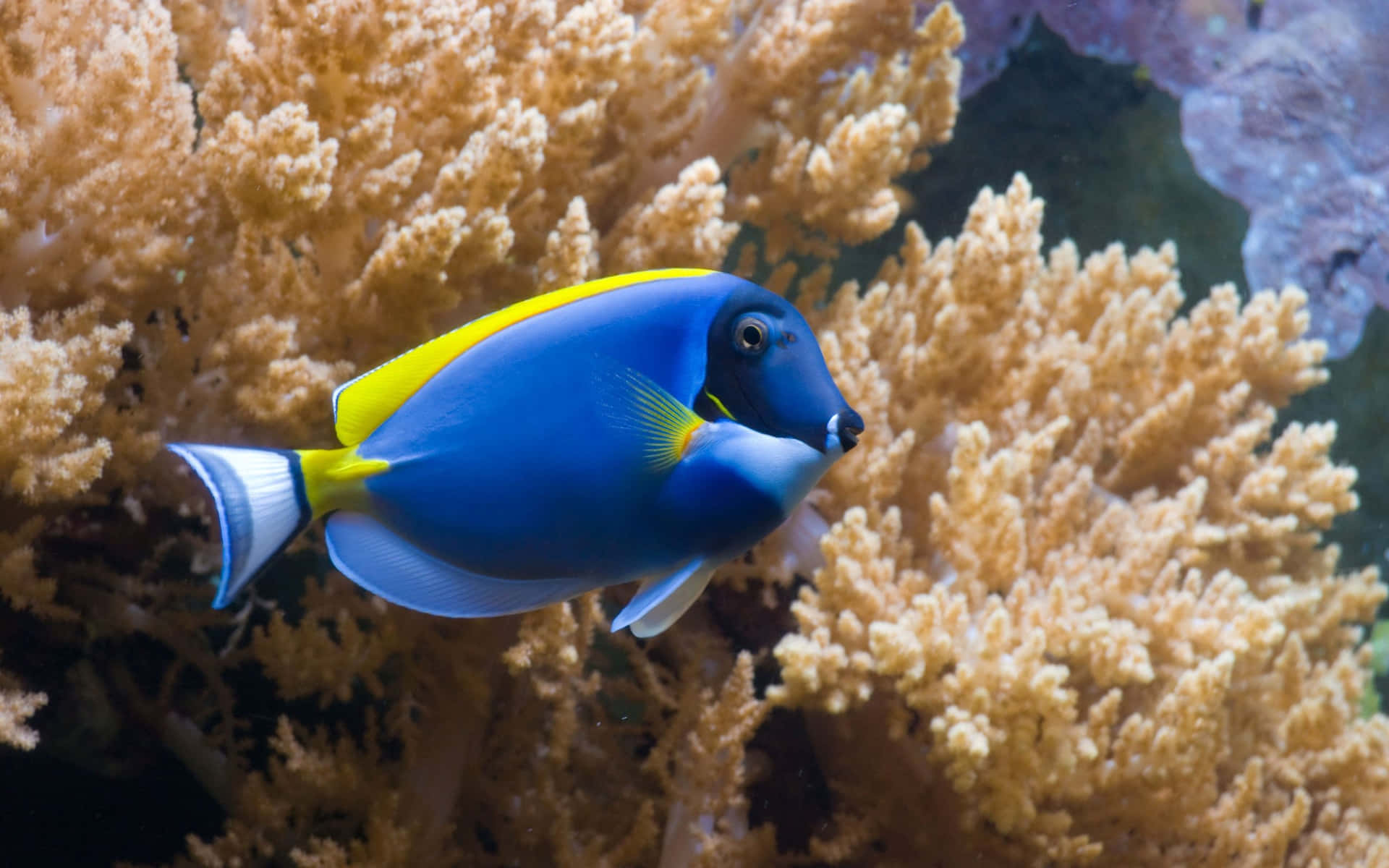 Blue Tang Fish Coral Reef Wallpaper