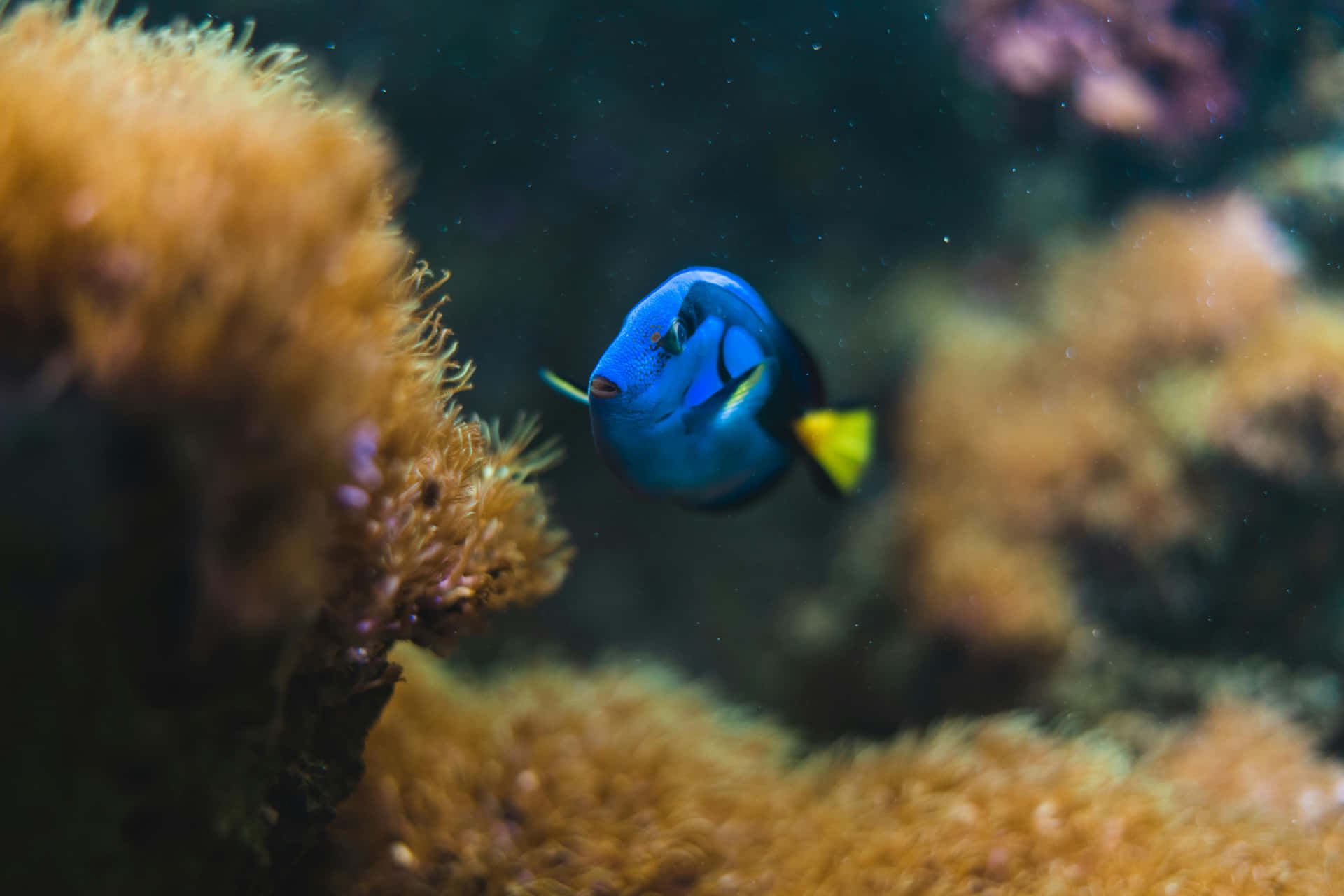 Blue Tang Fish Coral Reef Wallpaper