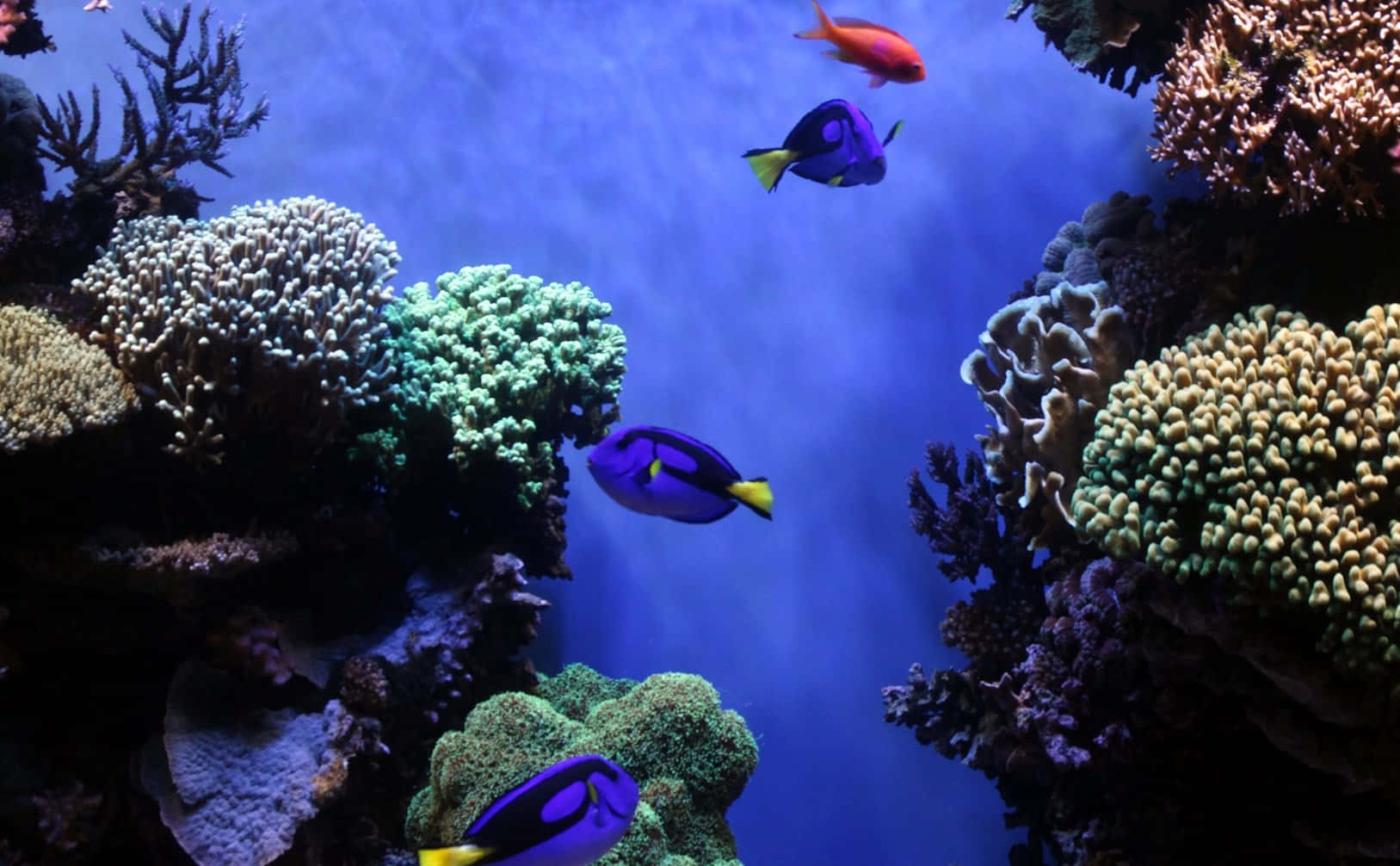 Blue Tang Fish Coral Reef Scene Wallpaper