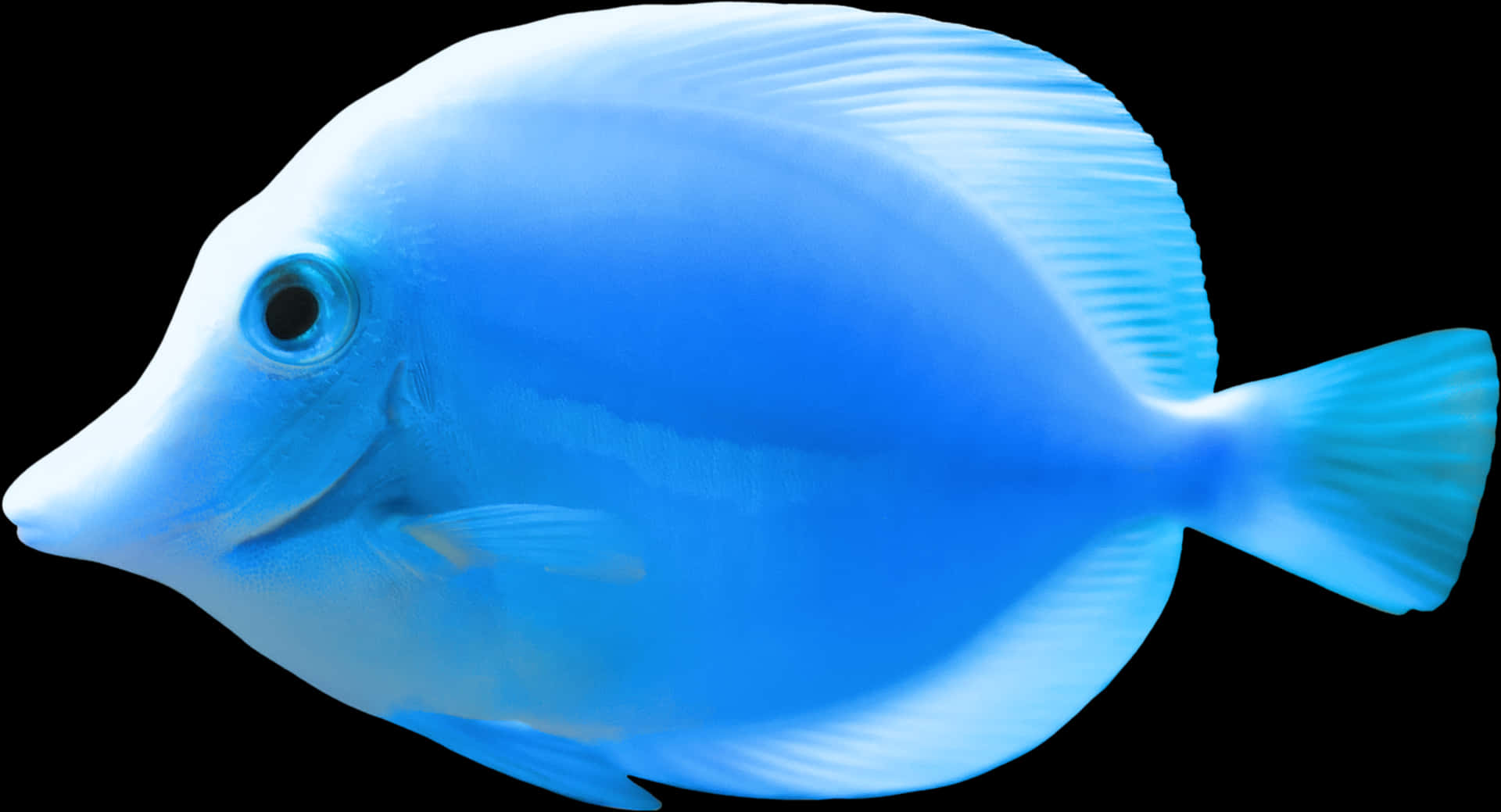Blue Tang Fish Isolatedon Black PNG