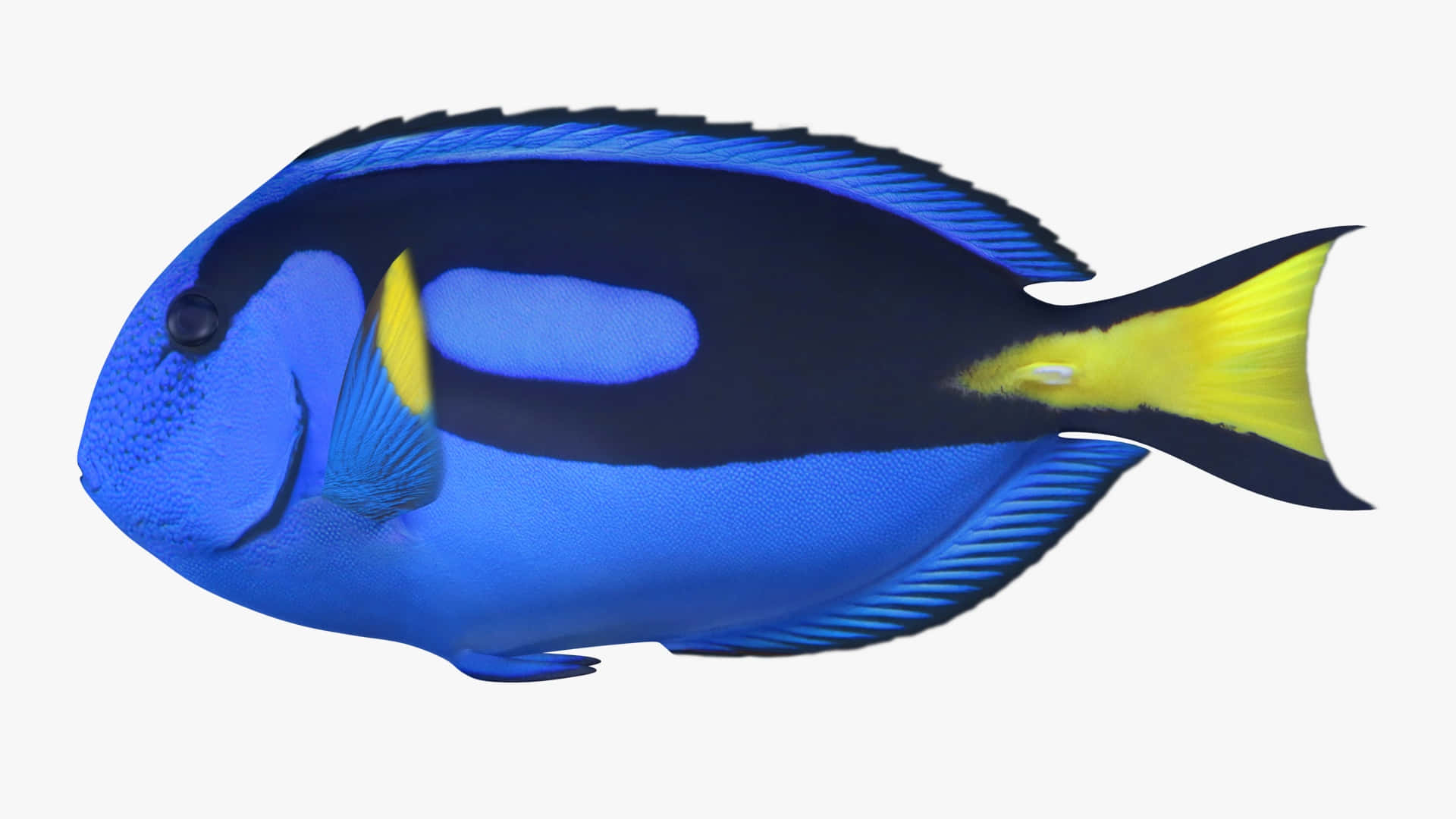 Blue Tang Fish Profile Wallpaper