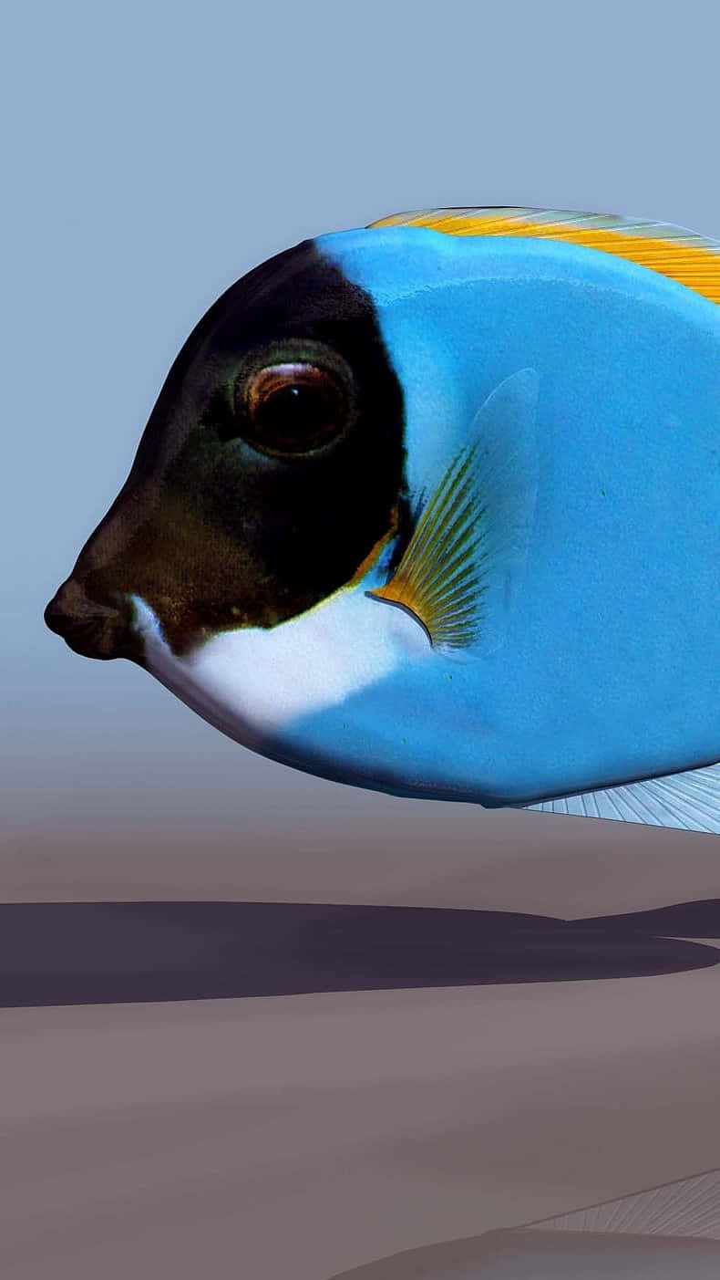 Blue Tang Fish Profile Wallpaper
