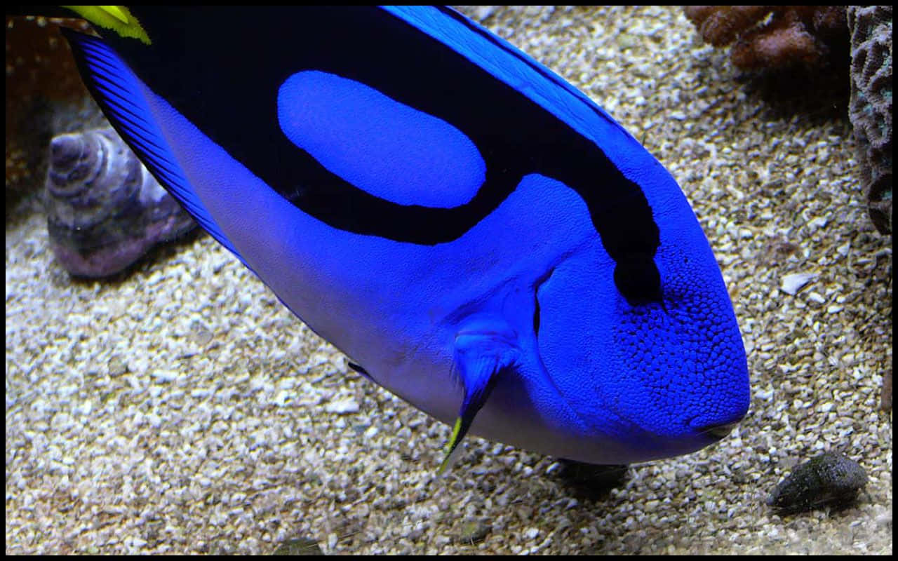 Blue Tang Fish Swimming Aquarium Wallpaper
