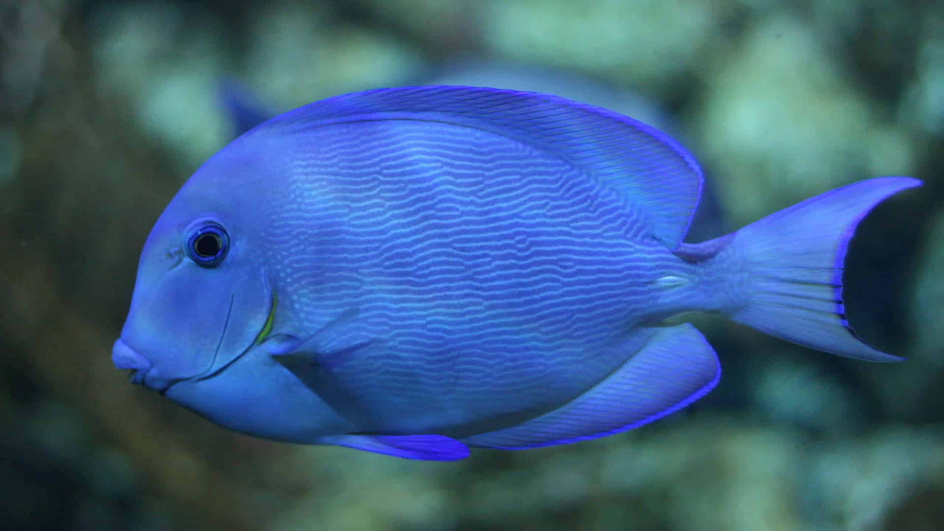 Blue Tang Fish Swimming Wallpaper