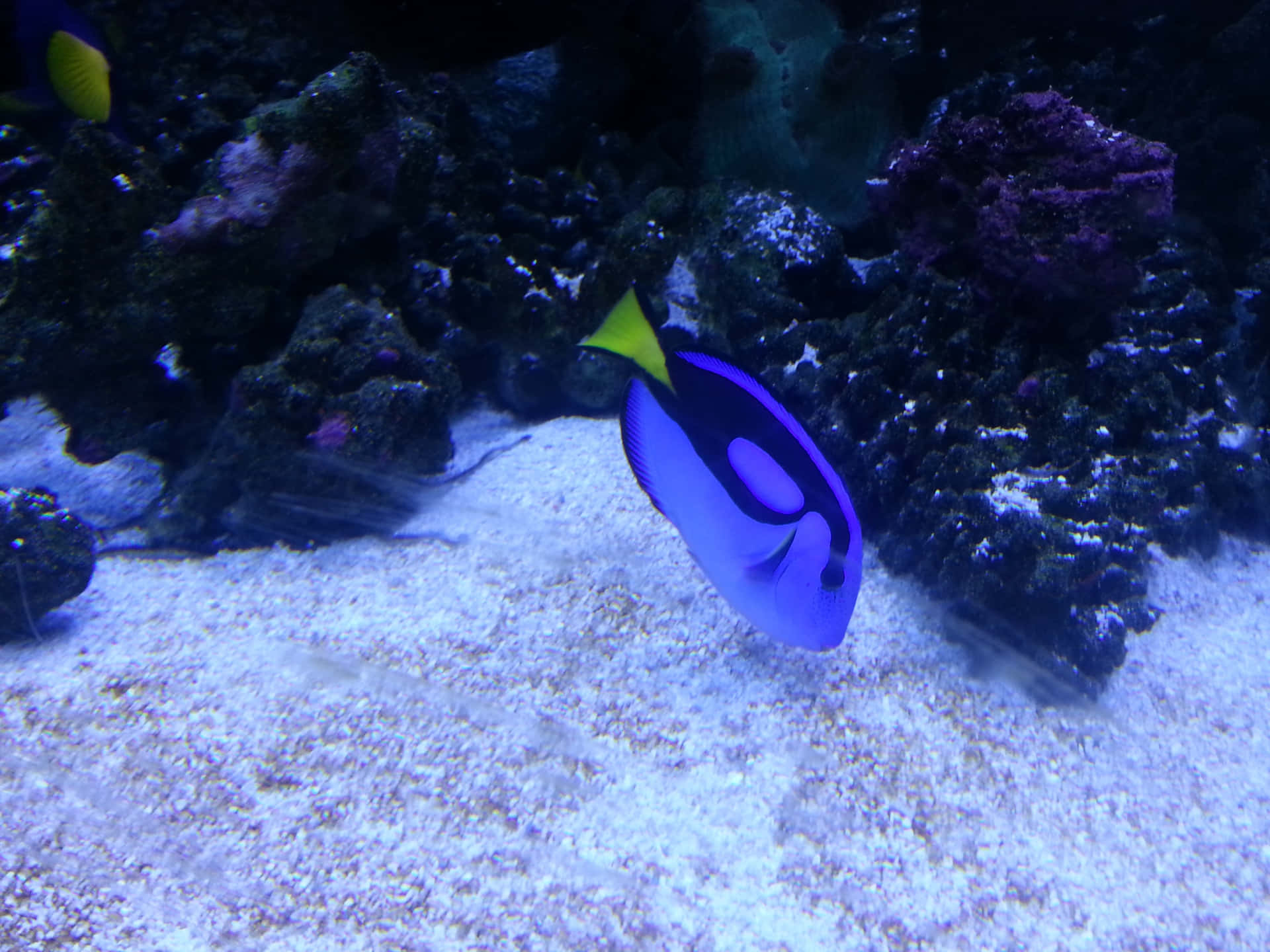 Blue Tang Fish Swimming Near Coral Wallpaper