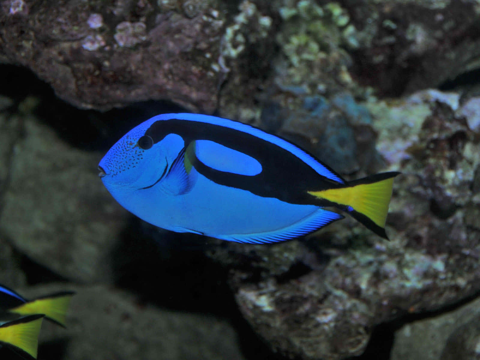 Blue Tang Fish Swimming Underwater.jpg Wallpaper