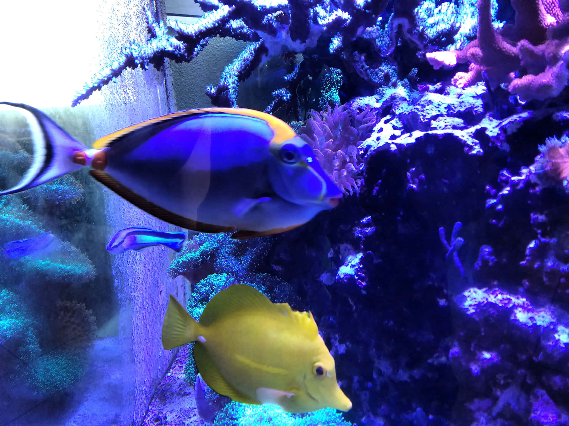 Blue Tangand Yellow Fishin Aquarium Wallpaper