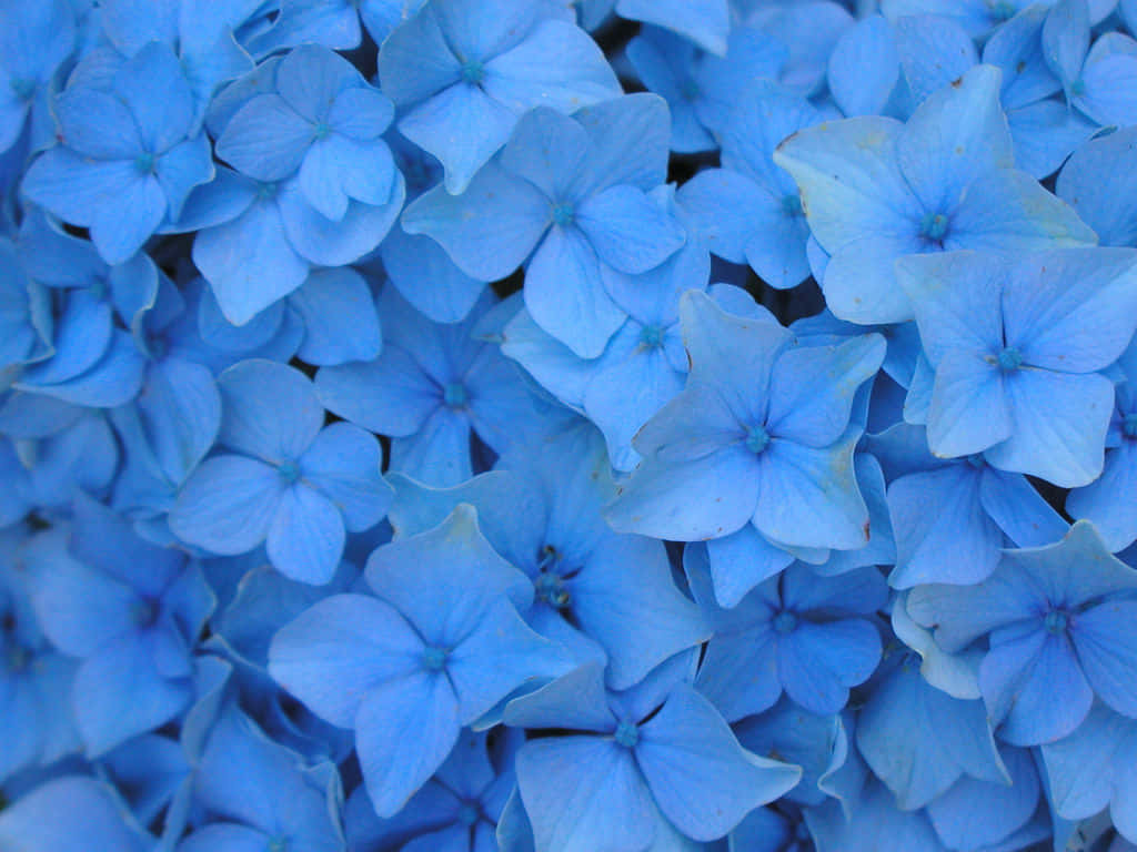 Tre forskellige skygger af blå kommer sammen til en smuk kontrast. Wallpaper
