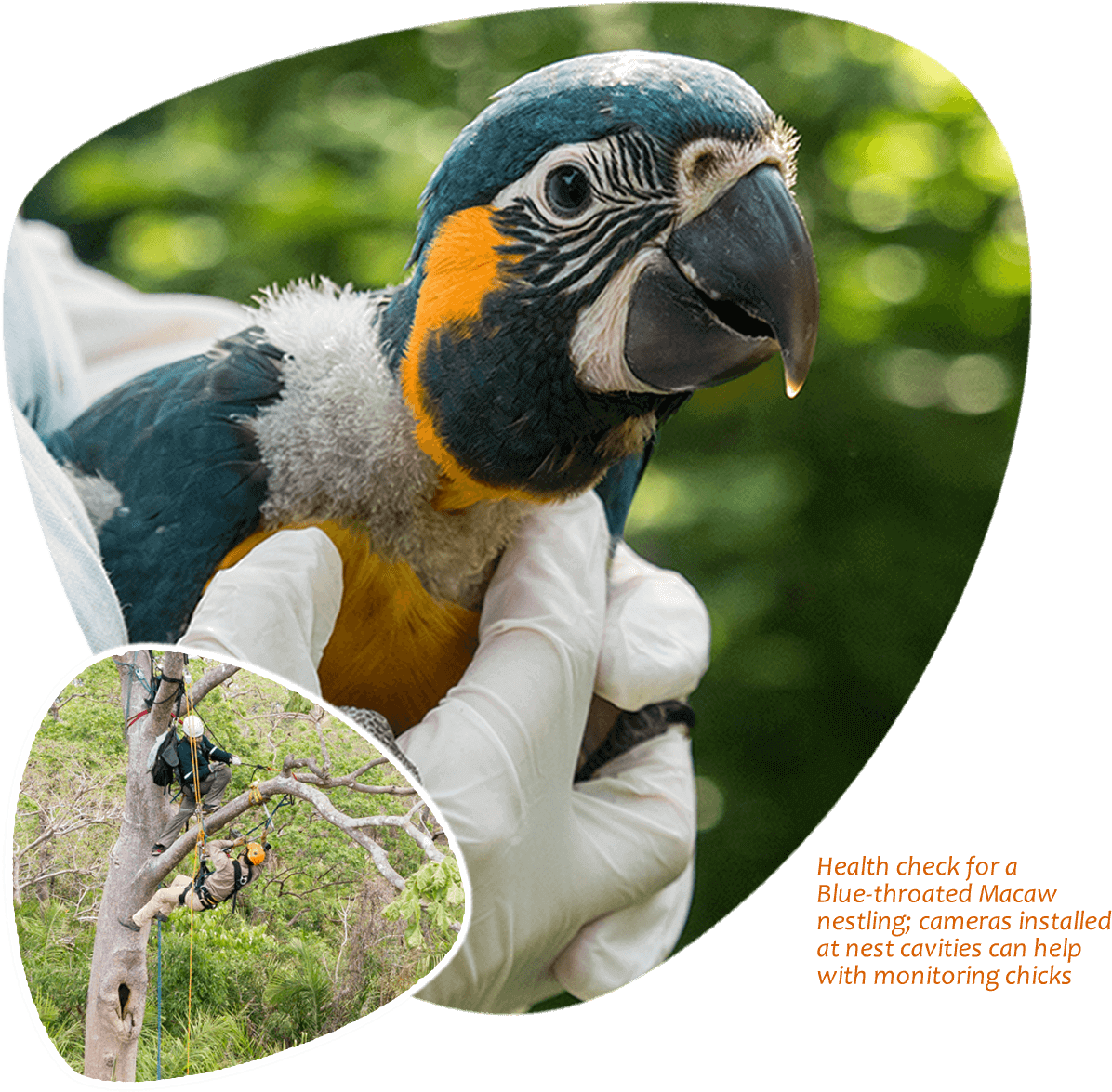 Blue Throated Macaw Health Check PNG