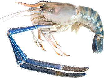 Blue Tinged Prawn Isolated PNG