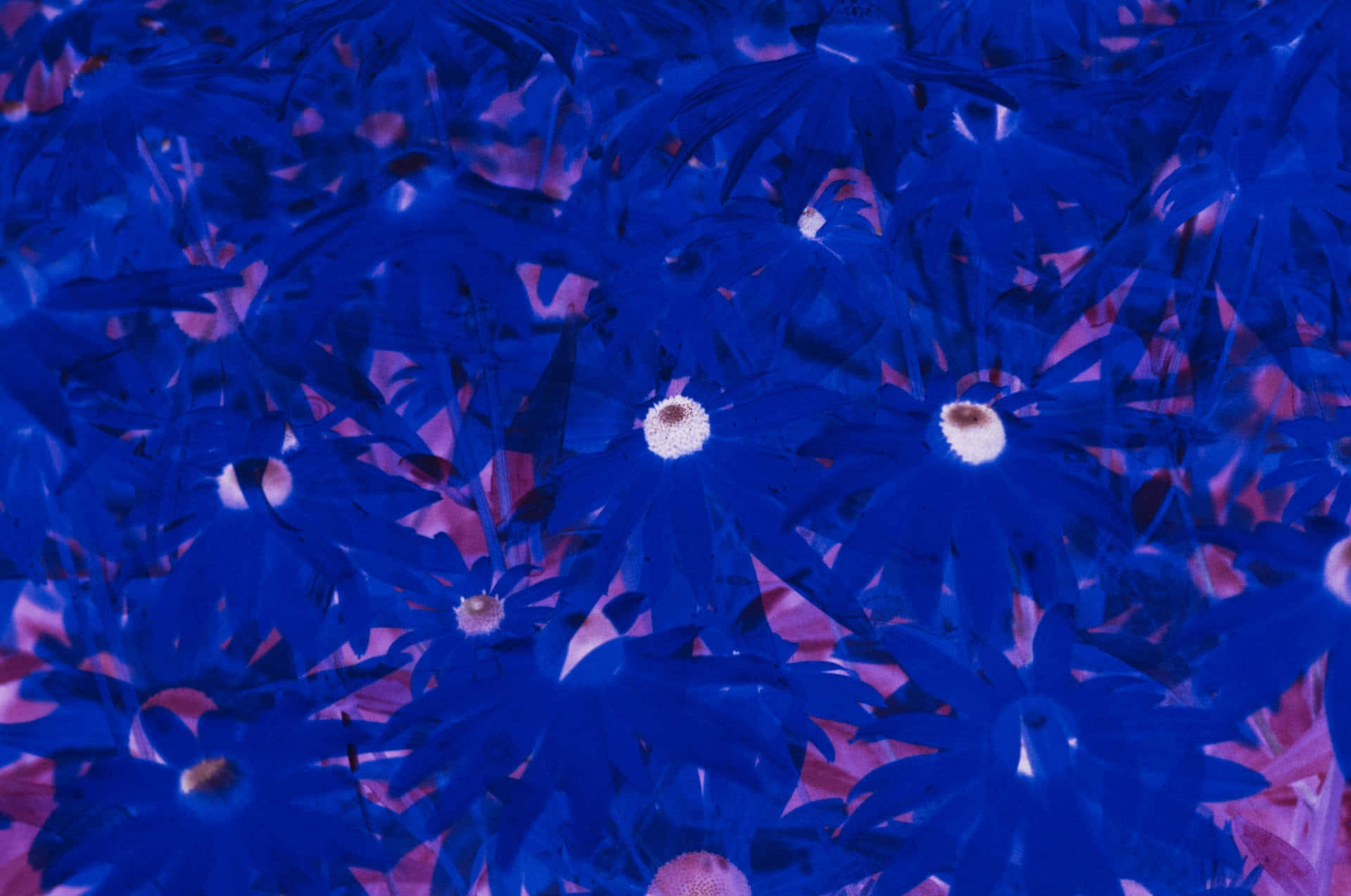 Blue Tinted Floral Abstraction Wallpaper