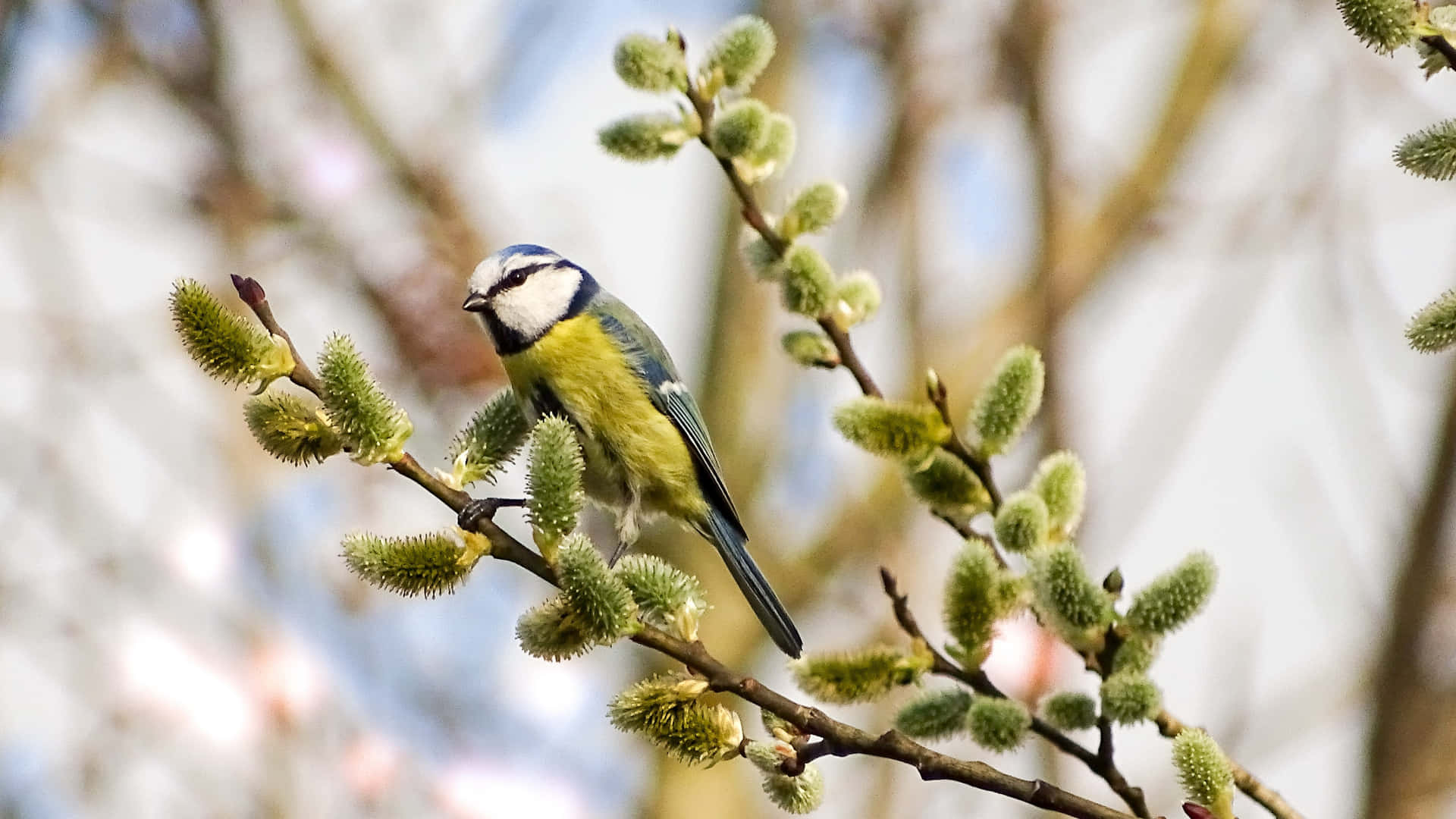 Blue Titmouseon Willow Branch.jpg Wallpaper