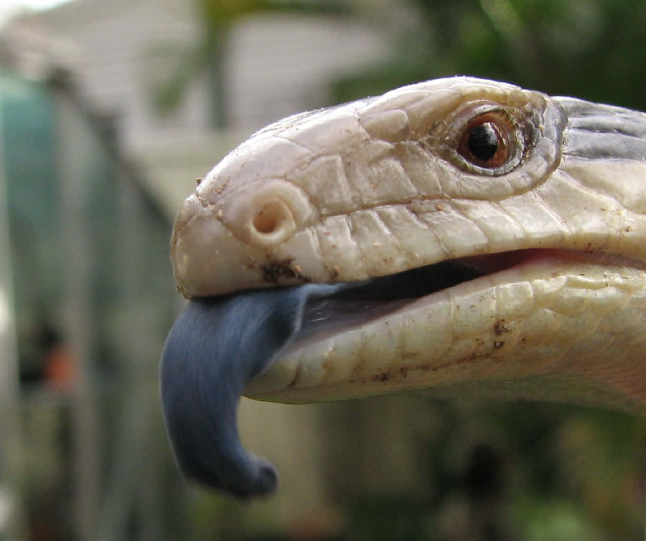 Gros Plan De Scinque À Langue Bleue Fond d'écran