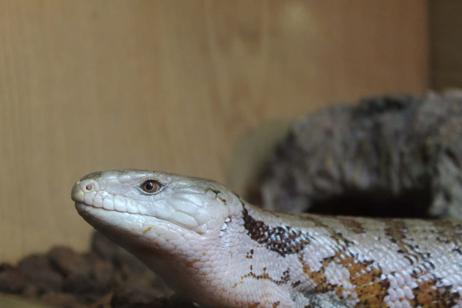 Blue Tongued Skink Close Up.jpg Wallpaper