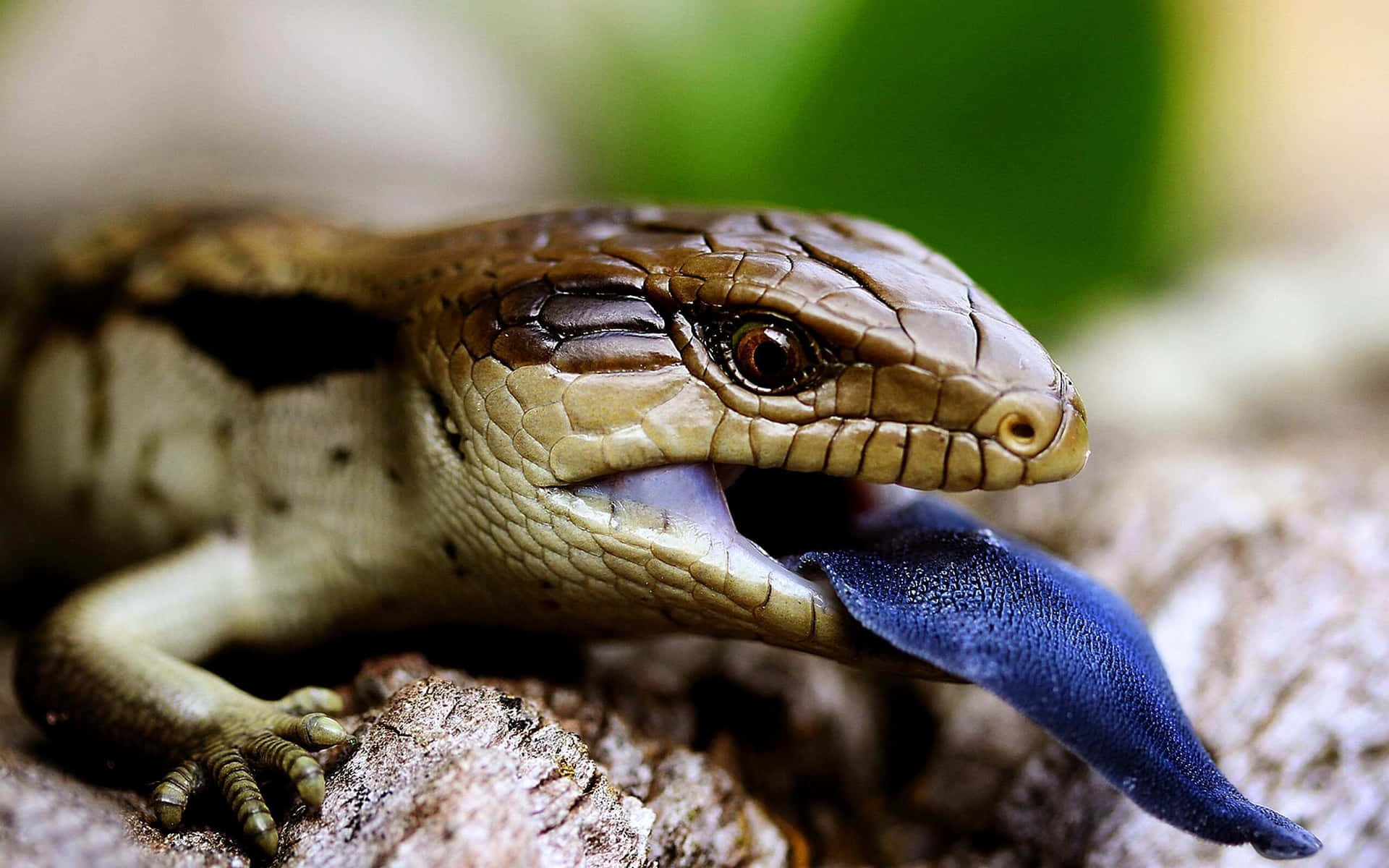 Blue Tongued Skink Closeup.jpg Wallpaper