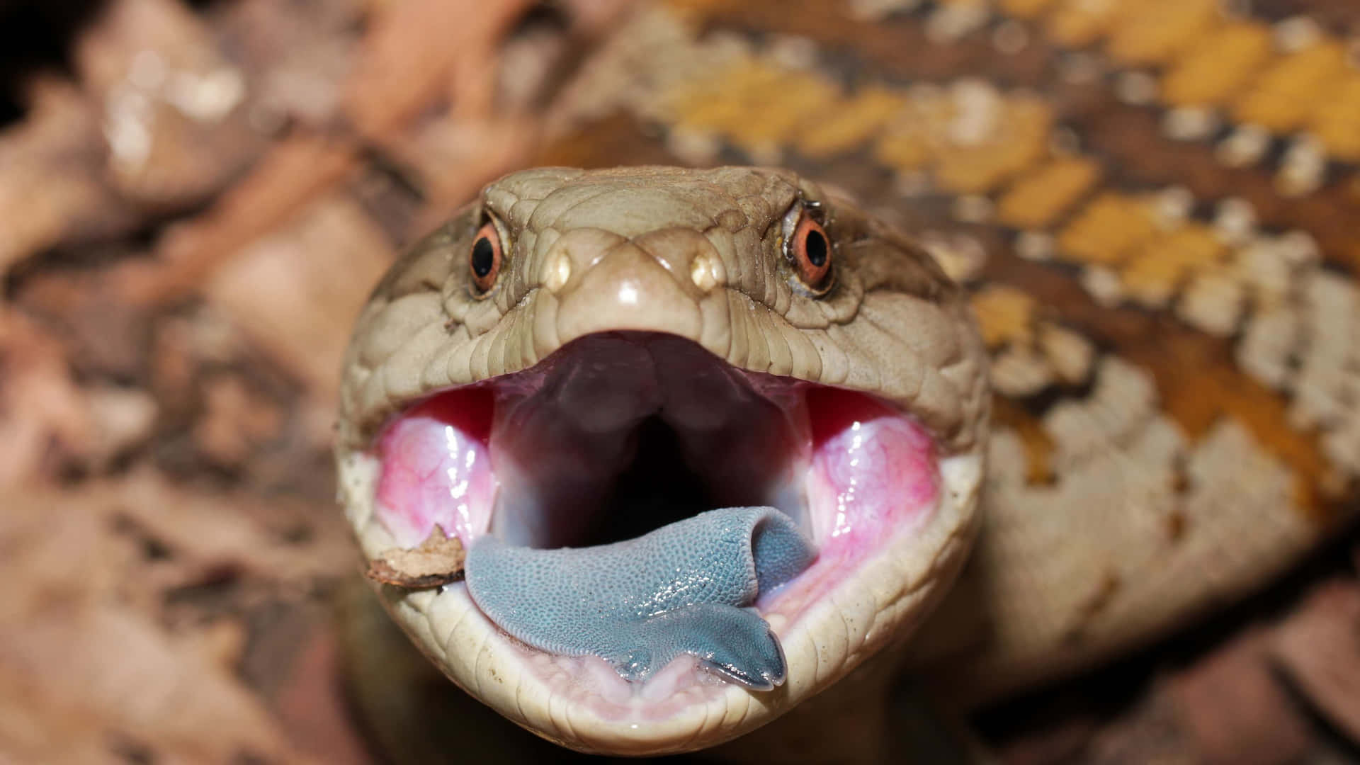 Blauwtongskink Met Open Mond Achtergrond