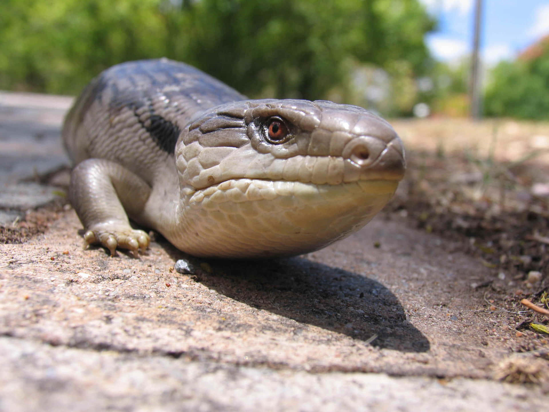 Blauwtongskink Van Dichtbij Achtergrond