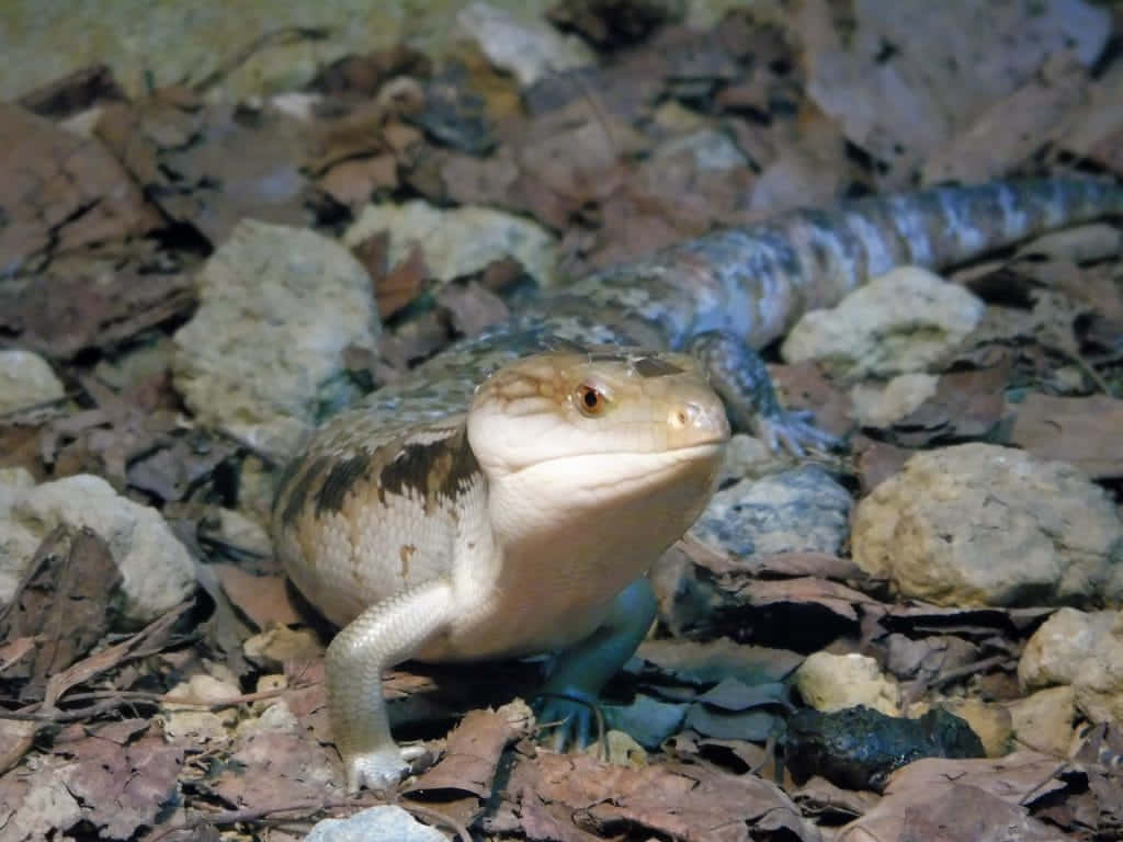 Blue Tongued Skinkin Habitat.jpg Wallpaper