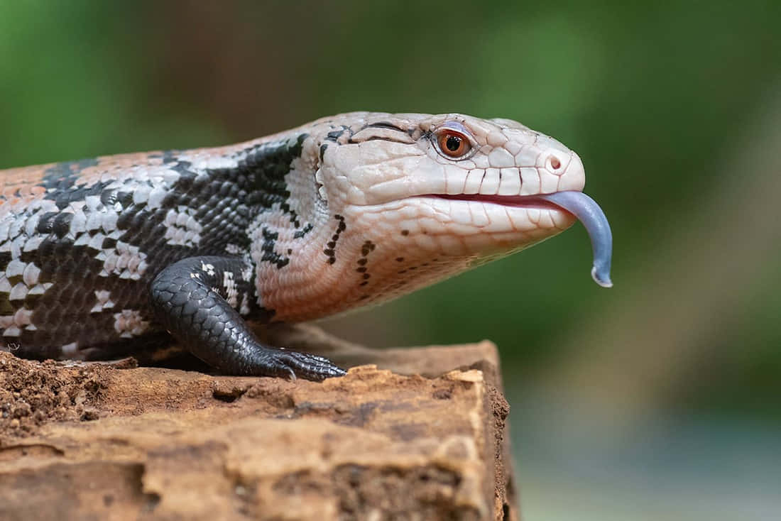 Blauwtongskink Op Log Achtergrond