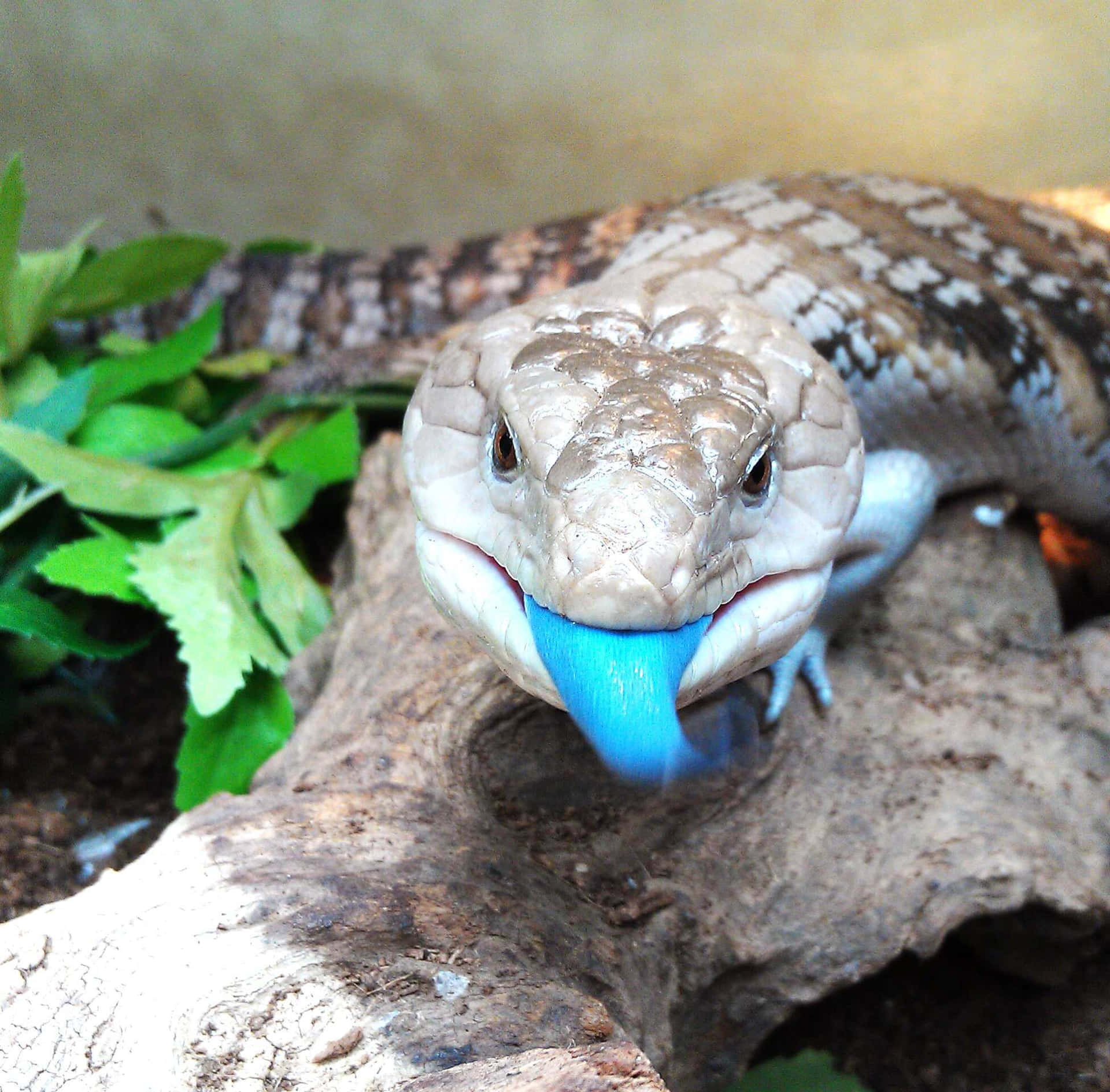 Blauwtongskink Op Een Log Achtergrond