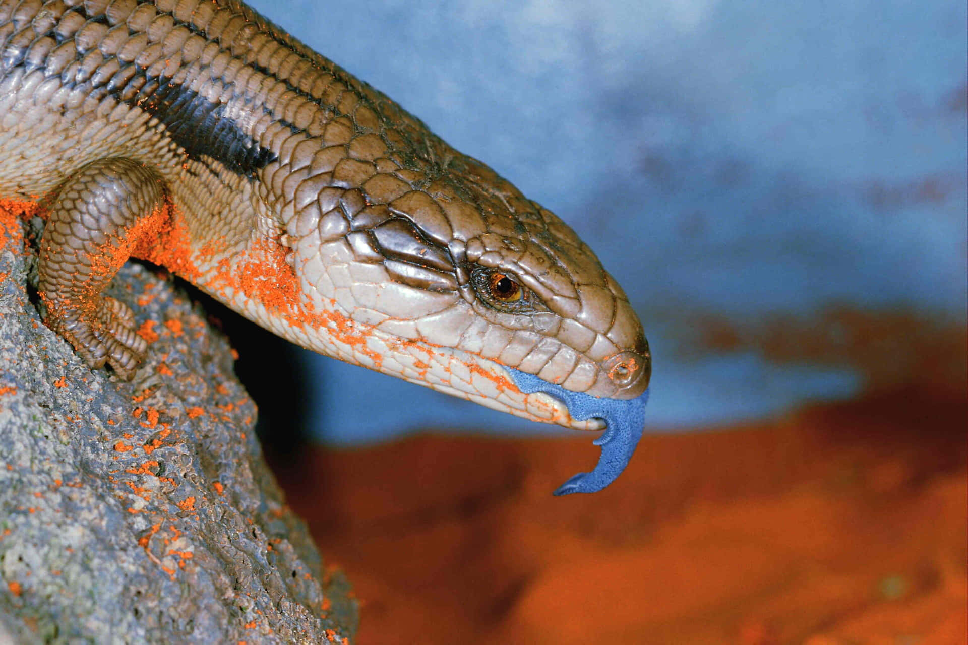 Blauwtongskink Op Een Boom Achtergrond