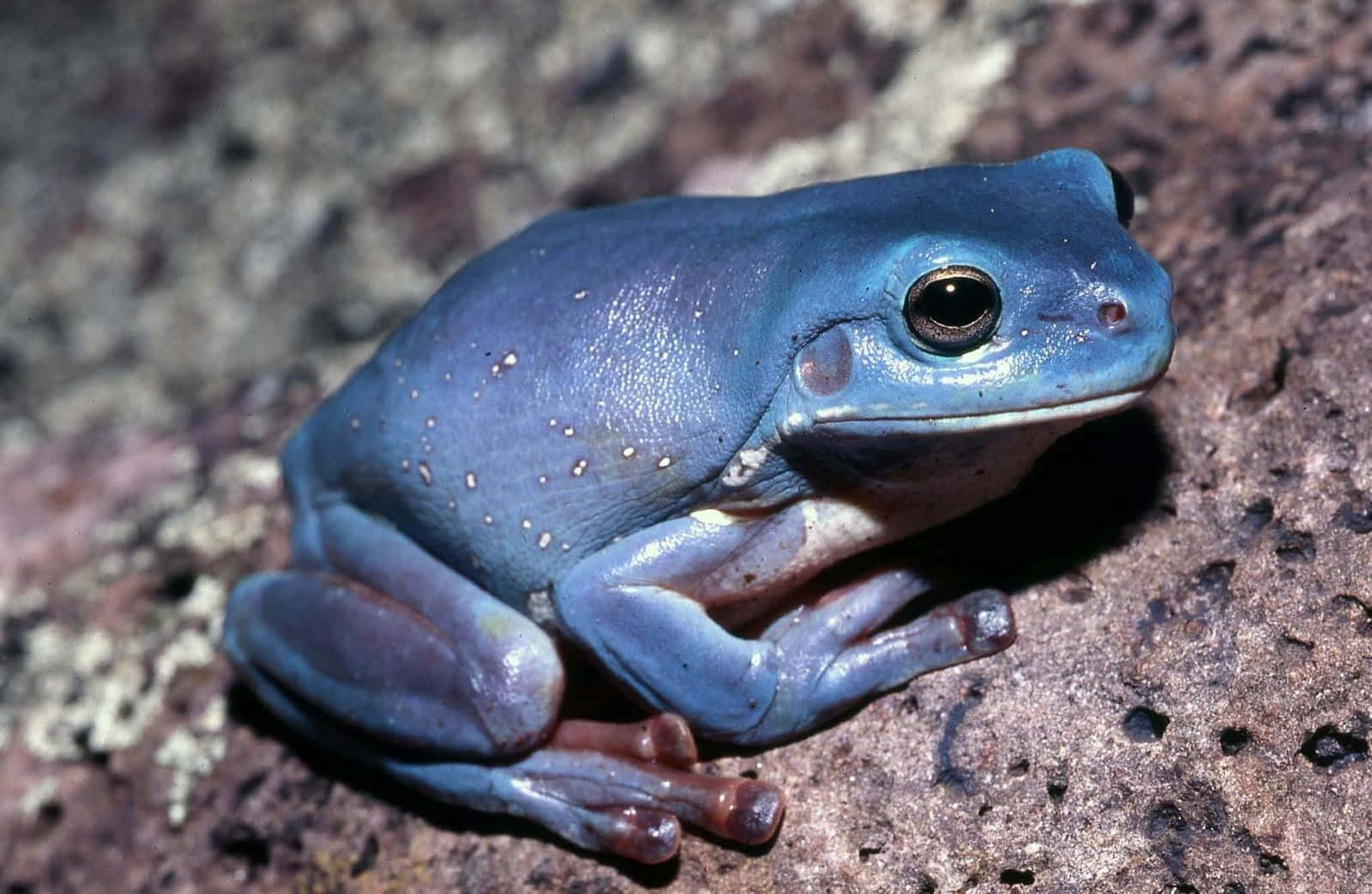 Blue Tree Frog On Rock Wallpaper