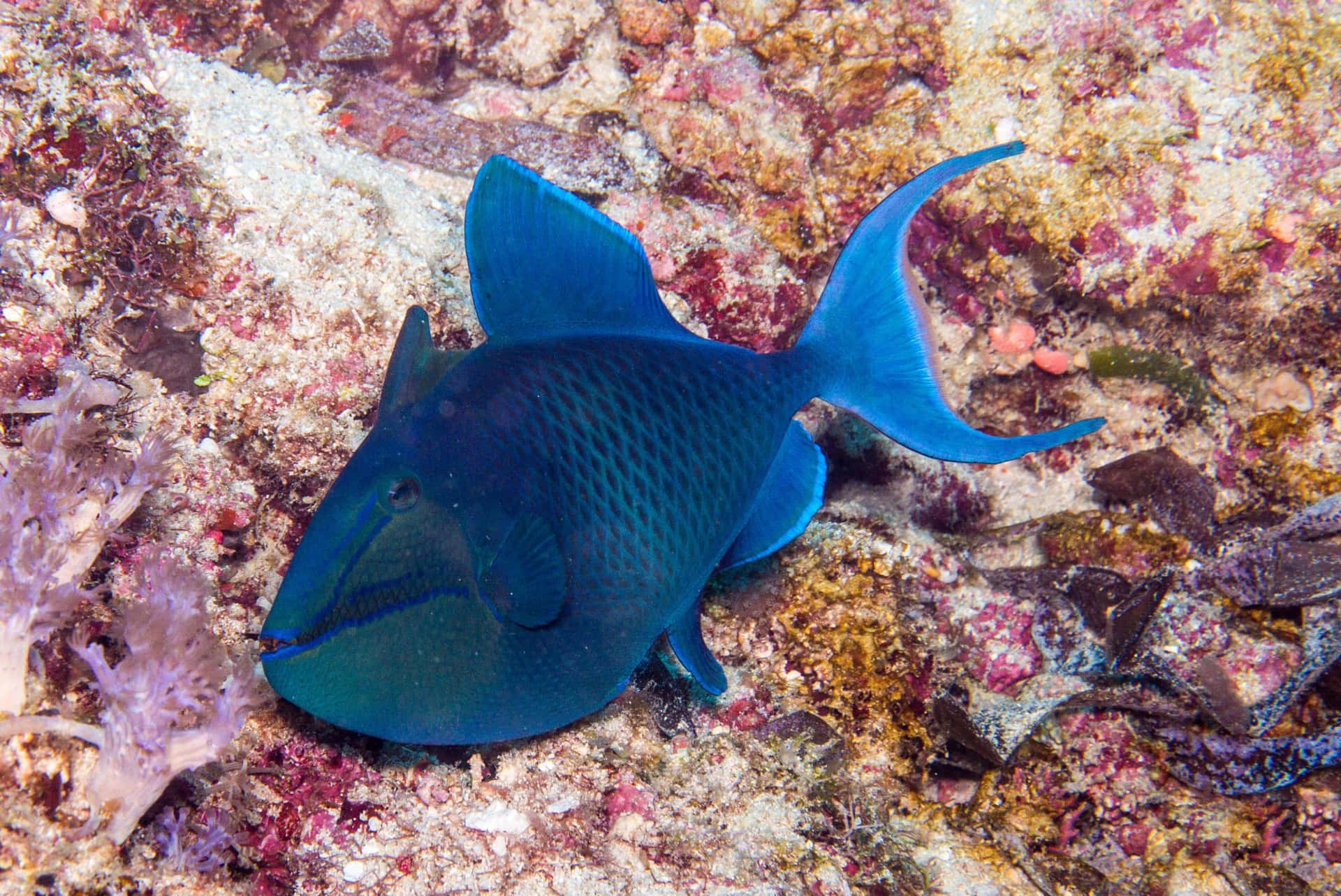 Ikan Triggerfish Biru Berenang Di Atas Terumbu Karang Wallpaper