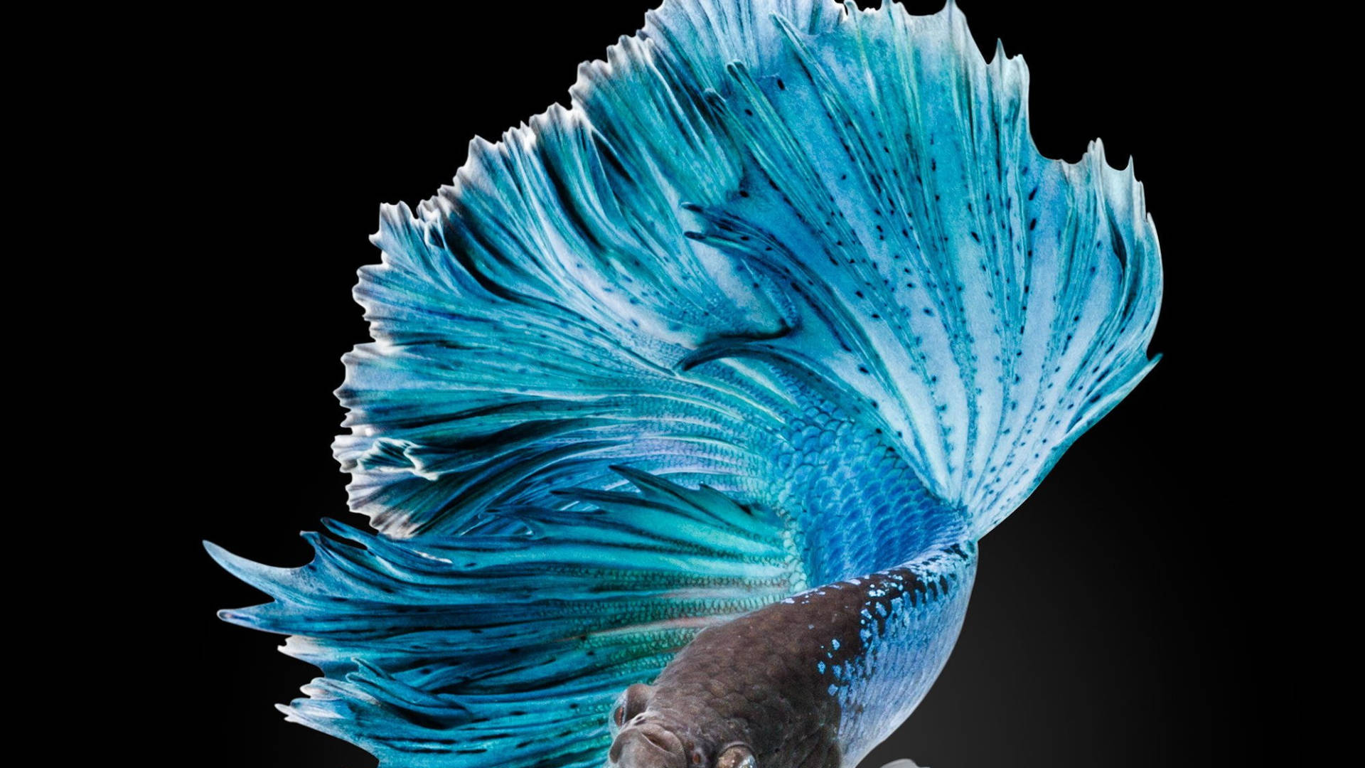 Blue Tropical Fish Wallpaper