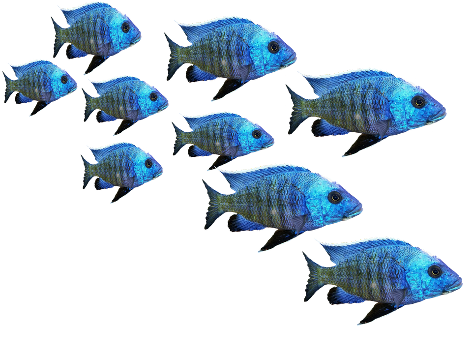 Blue Tropical Fish School.png PNG