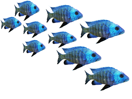Blue Tropical Fish School900x675 PNG