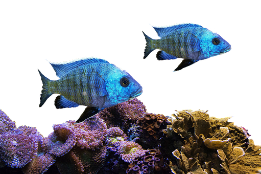 Blue Tropical Fish Swimming Over Coral Reef PNG