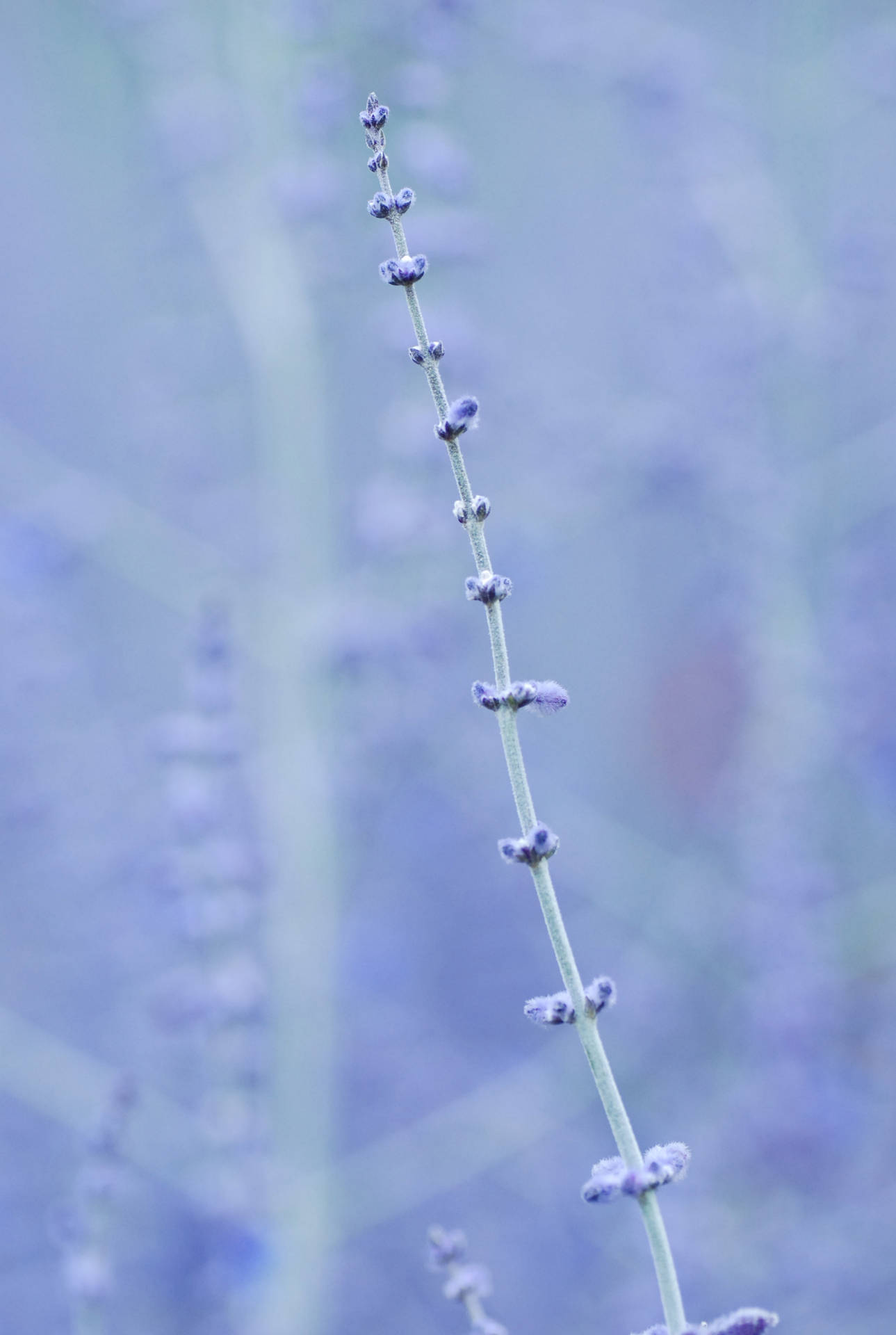 Floresde Terciopelo Azul. Fondo de pantalla