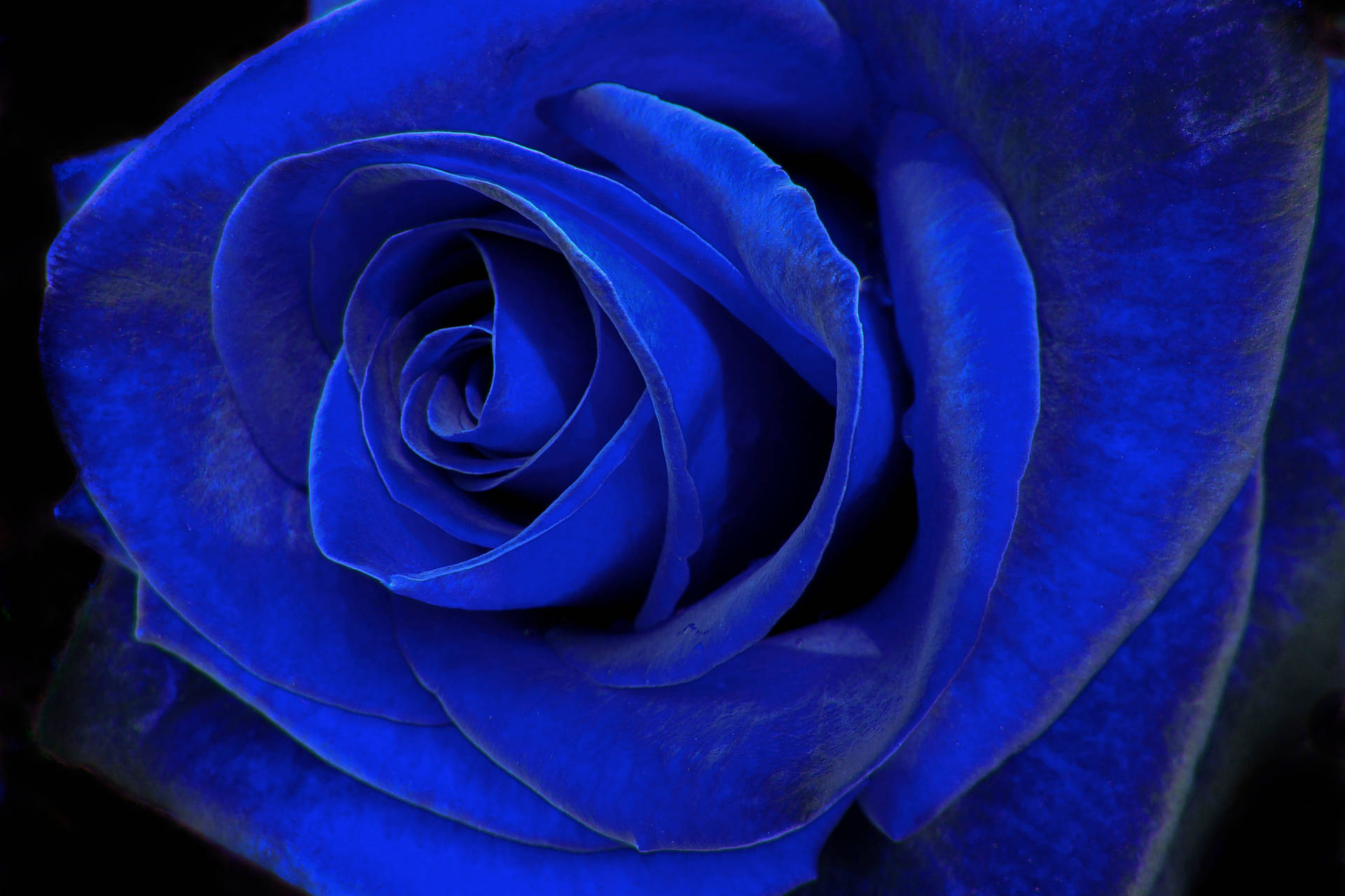 Blue Velvet Rose Wallpaper