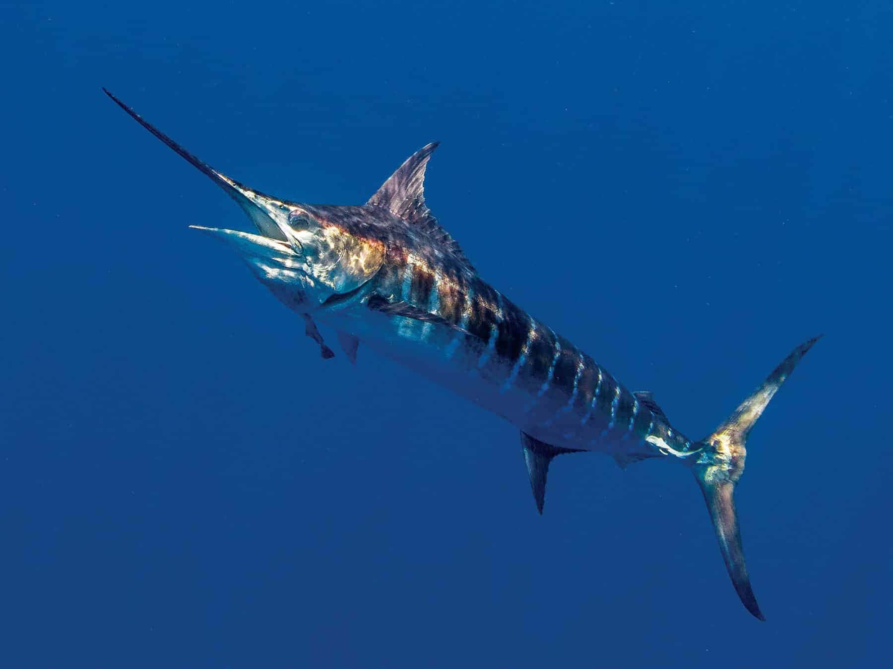 Blue Water Marlin Swimming.jpg Wallpaper