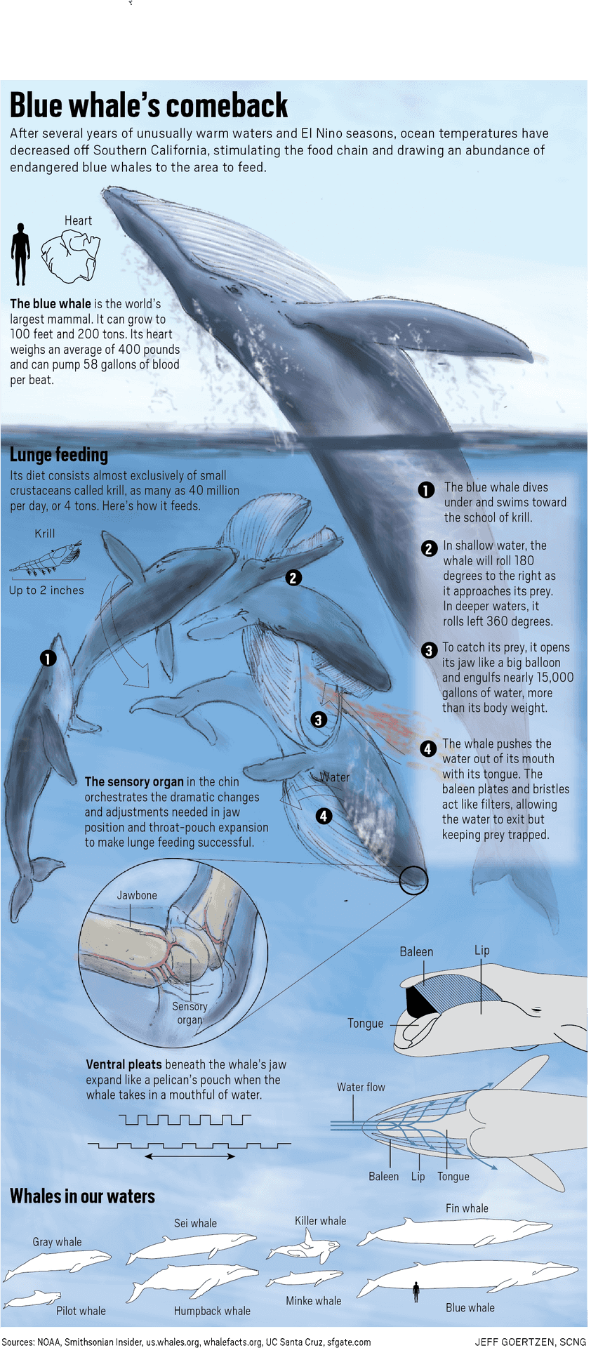 Blue Whale Feeding Infographic PNG
