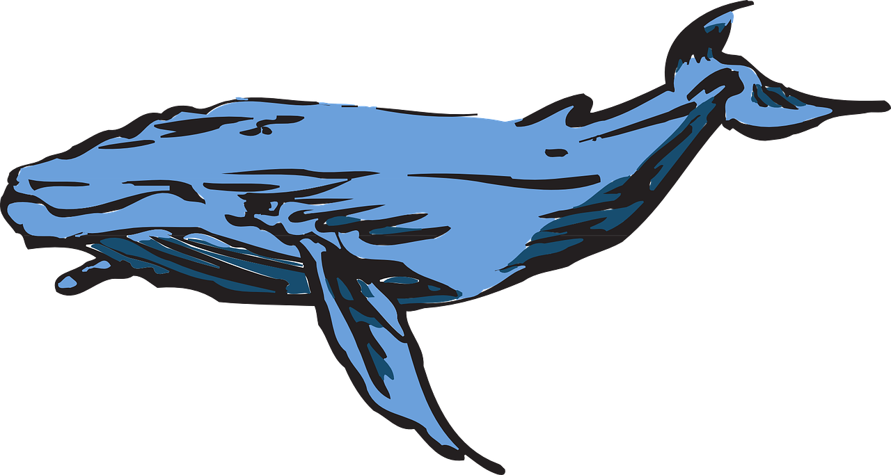 Blue Whale Illustration PNG